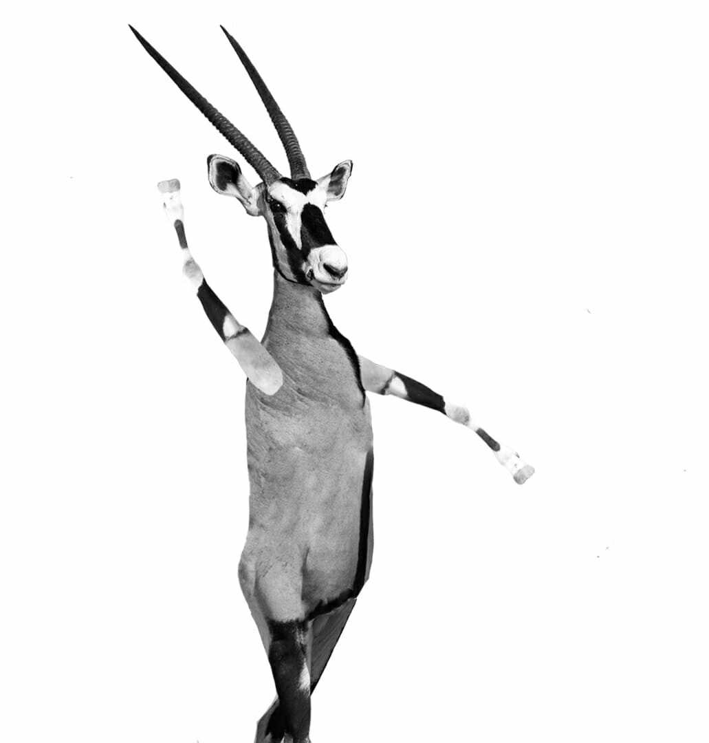 A monochrome illustration of an antelope with human-like limbs, striking an elegant pose reminiscent of Oskar's stylized choreography, as it stands on one leg with its arms outstretched in a graceful dance.