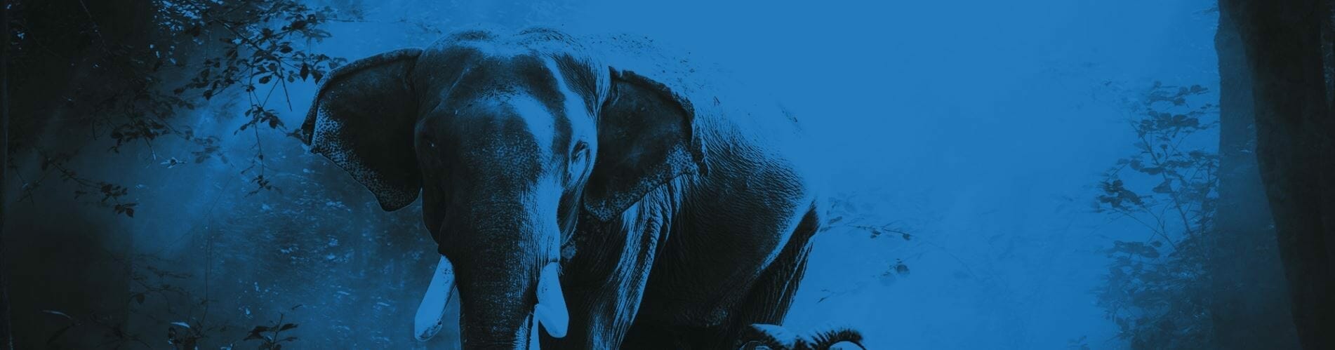 A blue-tinted image of an elephant walking through a forest, with trees and foliage surrounding it, much like navigating the complexities of PHP in programming language.